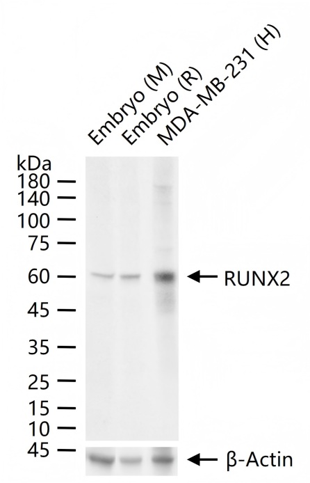 cancer biomarkers guide
