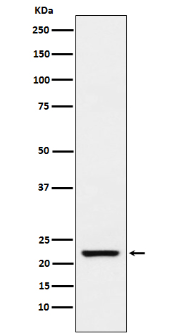cancer biomarkers guide